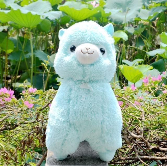 amuse alpacasso