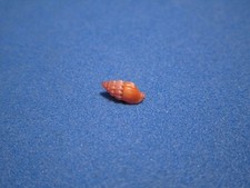 Mitra (Vexillum) rubrum Broderip,1836 "Hawaiian Drift Miter: "RED" (6.4mm)