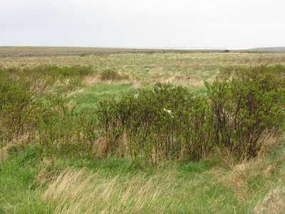 Foto A2 Rosenplantage bei Baile an Truiseil ? This field presents a mos c2013