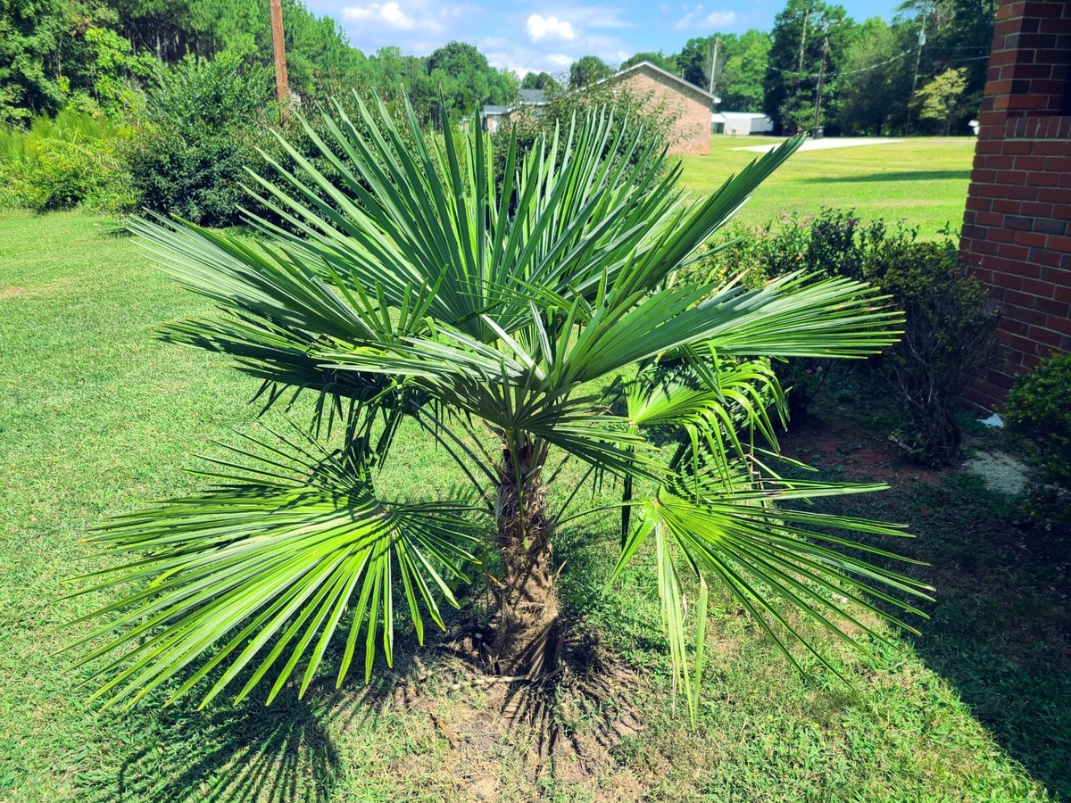 100 CHINESE WINDMILL FAN PALM Tree Seeds Trachycarpus Fortunei