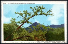 Postcard Leaning Locust Chimney Tops Great Smoky Mountains National Park   M60