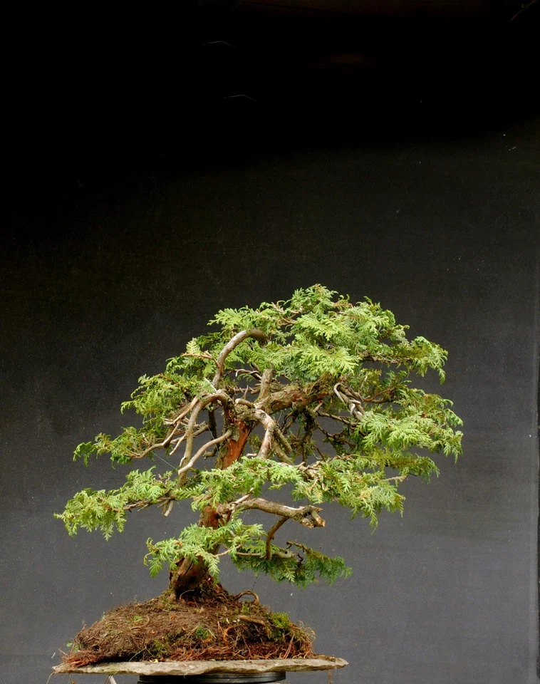 Bonsai outdoor winterhart Scheinzypresse H65 B80 D8 cm - Bild 2 von 4