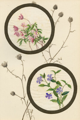 Gemeine Centaury & Immergrün Blume Aquarell Malerei Anfang 20. Jahrhundert