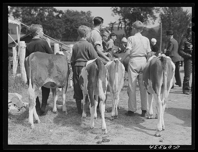 Photo:Rutland Vermont 1941 Cattle Judging Fair Boys with Dairy Calves