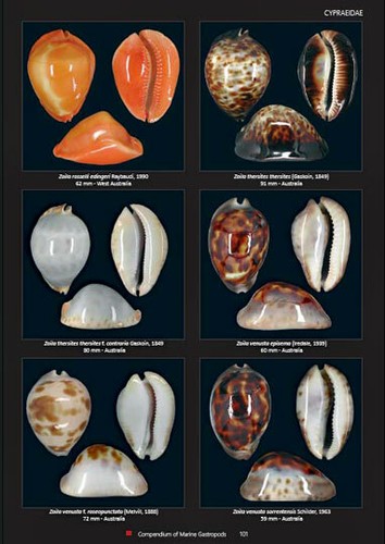 Compendium of Marine Gastropods - Imagen 3 de 6