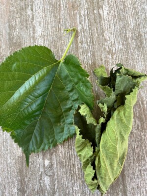 Fresh Picked Mulberry Leaves 25/15  Silk Worm/ Shrimp Food (Pakistan or Shangri)