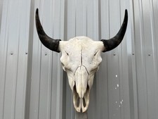 Buffalo Skull BULL HORN 23 1/2” Wide MOUNTED A Bison HEAD