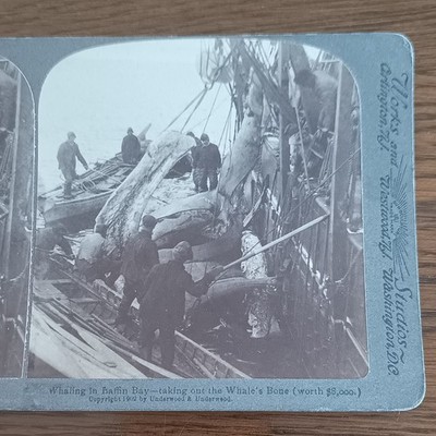 Walfang in Baffin Bay Grönland Echtfoto Stereoview