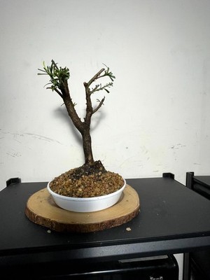 AWESOME! Fantastic Buddhist Pine - Podocarpus Macrophyllus, 18 Year, HUGE  TRUNK | eBay