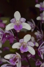 Orchid Hybrid Dendrobium Suffusum ( Read Description )