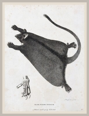 13513.Wall Decor Poster.Room Interior home design.Blach flying wild Opossum