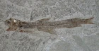 Pliocene Bregmaceros alby Unicorn Cod Rare Fish Fano Italy M1-2