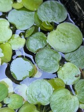 Amazon Frogbit Live Aquarium Floaters Easy Care Fast Growing High Quality Amazon Frogbit Live Aquarium Floaters Easy Care Fast Growing High Quality