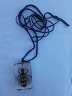 Blister Beetle Real Bug In Resin on Rope — photo 3