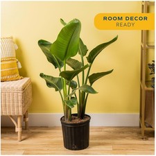 Stylish White Bird of Paradise - Live Indoor Tropical Plant