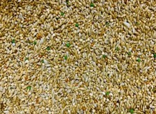 GOULDIAN BREEDERS SPECIAL FINCH SEED - 950g - AW BIRDS (Like Probird)