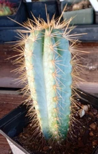 Pilosocereus pachycladus Blue Column Cactus 21