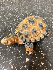 Wade Porcelain Tortoise Trinket Box Vintage ~ Excellent condition