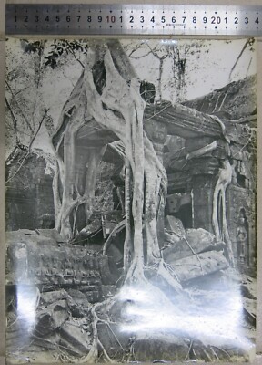 Kambodscha altes Foto 50er Jahre. Angkor Wat 240x295 mm (6) Die Bäume.