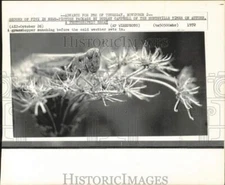 1972 Press Photo Grasshopper munches on leaf - hpw03770