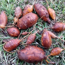 Groundnut Tubers Improved LSU Cultivar (Apios americana) bred for larger tubers