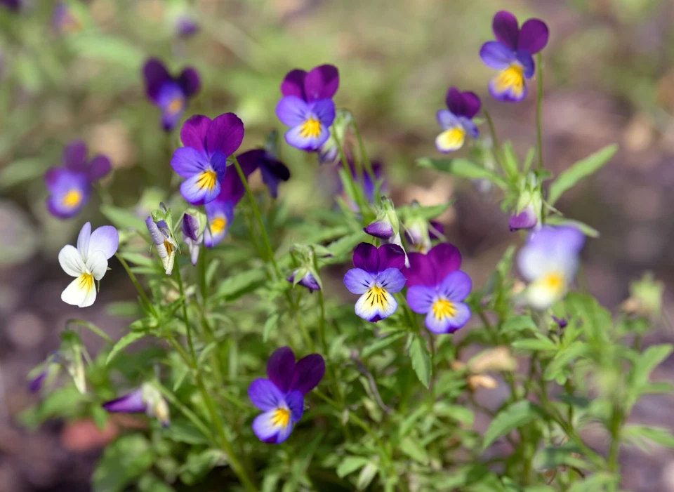 Semillas de flores silvestres Johnny Jump Up, Helen Mount, Cosquillas a mi fantasía, ENVÍO GRATUITO Foto 2 de 2
