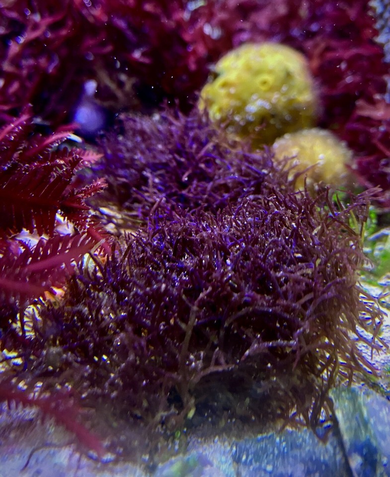 Comprehensive Macroalgae Aquarium Combo Pack Live Algae and Animals eBay