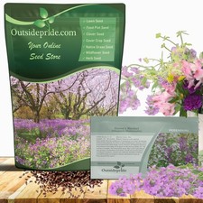 Perennial Dame