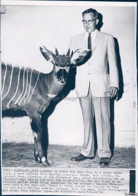 1959 Bongo Antelope Cleveland Oh Bingo Zoo Kenya East Africa Wirephoto 7x9