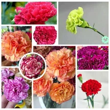 1 Pack/100pcs Rainbow Carnation Mixed Colors Dianthus Caryophyllus Flower Seeds