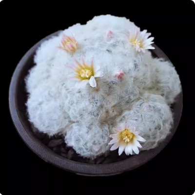 6-8cm Mammillaria Plumosa Cactus Succulent Plant Garden Multiple heads Plants