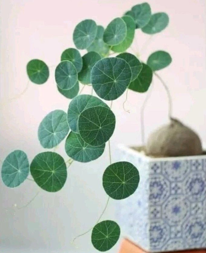 Stephania erecta Large 10cm diameter roughly Succulent - Image 2 of 4