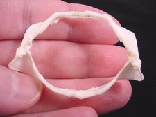 (SJ-40) 2" Cat SHARK jaw sharks jaws teeth tiny small educational Scyliorhinus