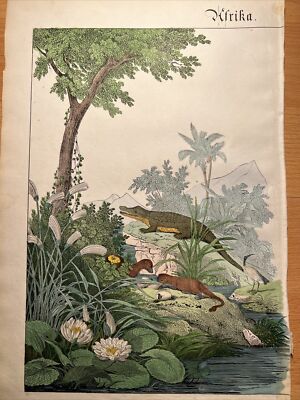 Krokodil Palmen Ibis Lilien Antike Lithographie 1838 Handkoloriert Aquarelle