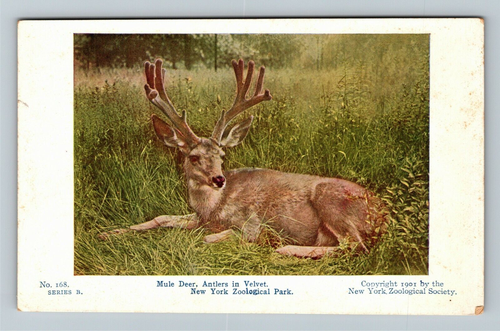New York City NY, Zoological Park, Mule Deer, Velvet Vintage Souvenir Postcard