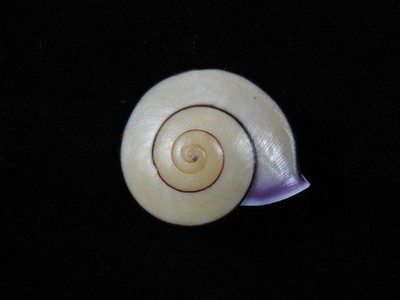 Landschnecke Papuina fuscomarginata 33,2mm ID#9774