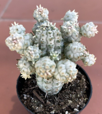 Euphorbia Mammillaris Variegata , 'Corn Cob', Comes in a 2.5" pot | eBay