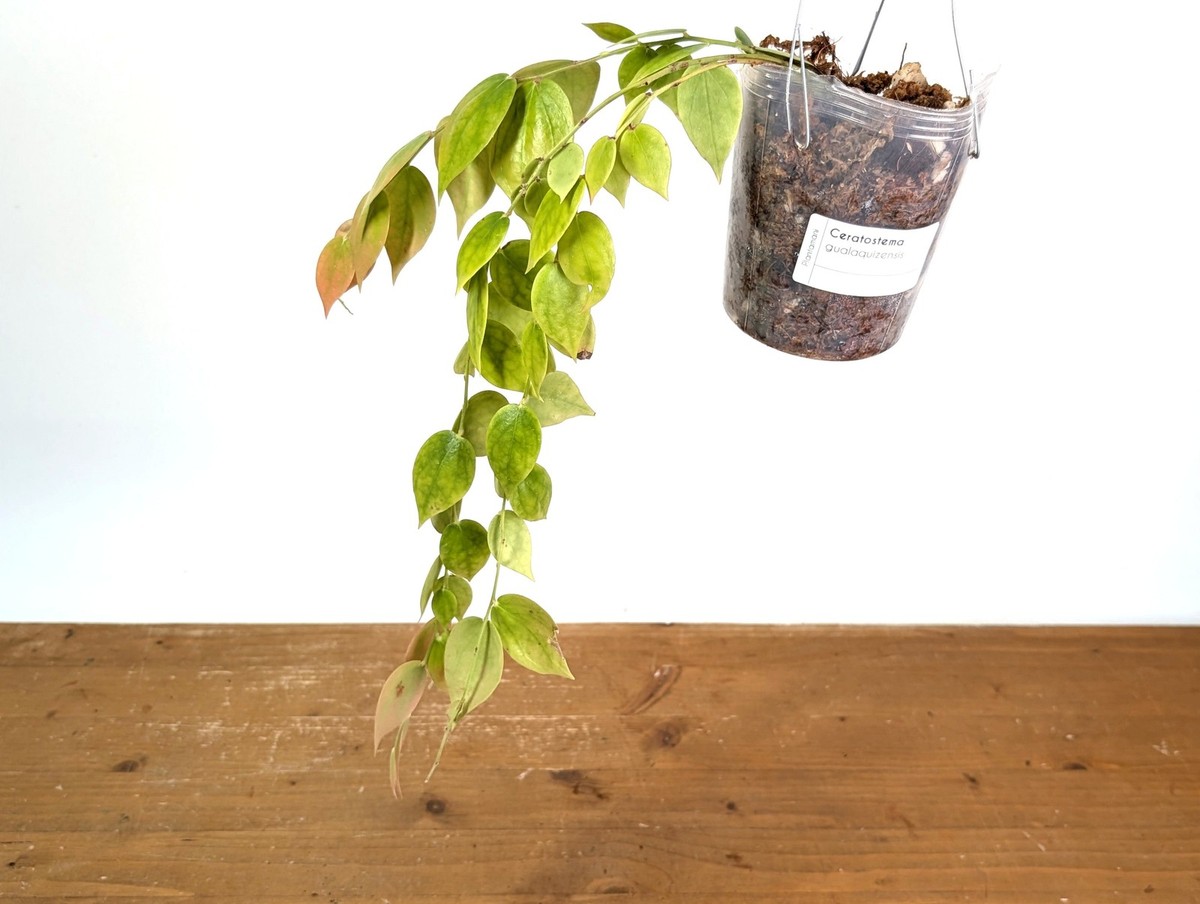 Ceratostema Gualaquizensis | eBay