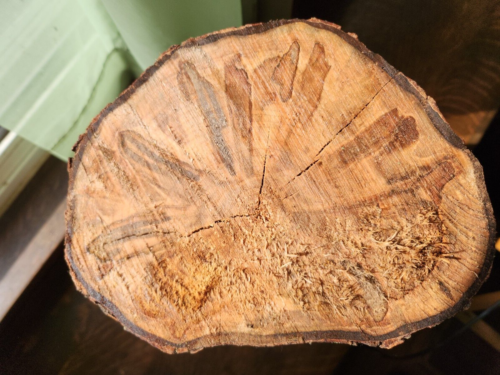 Ambrosia Spalted Maple Log Wood Knots Woodworking Crafts