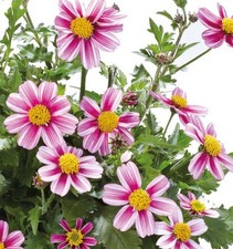 6 Trailing Bidens  Pink Princess Brush Hanging Basket Patio Plug Plants