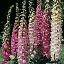 500+ SEEDS Foxglove Mixed Colors | Biennial Flower