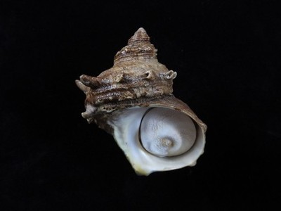Sea Shell Turbo cornutus 75mm ID#9752