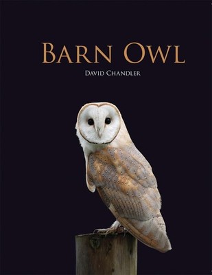 Barn Owl by Chandler