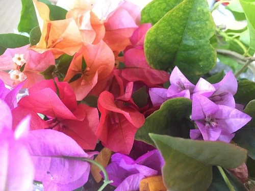 3 Plants | Larger Bougainvillea Assorted Pack Mixed Plants | Climbers - Picture 6 of 12