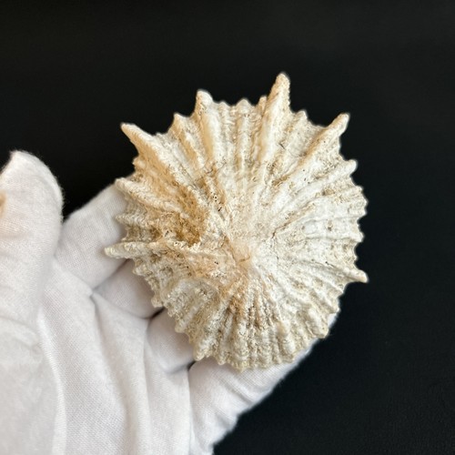 Patella (Scutellastra) tabularis, Giant/Tabular Limpet, 81.9mm from South Africa