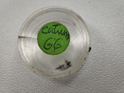 Catum cattin ?? 66 axis - Balance staff - Balance sheet - balance shaft lot