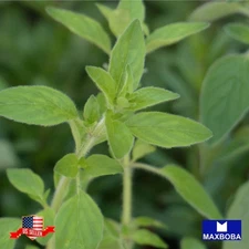 1000 Marjoram Sweet Seeds Non-GMO Heirloom
