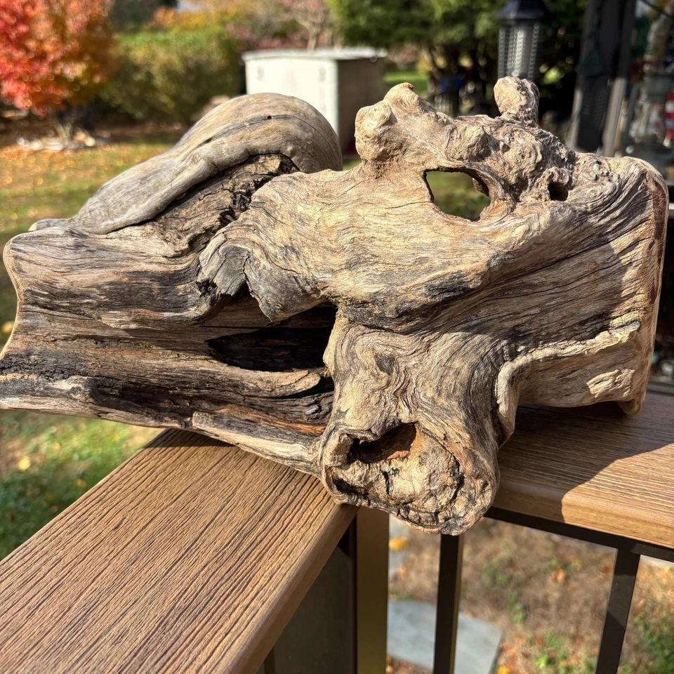 Hardwood Driftwood Sculpture 15x7x8.5 – Dense Natural Wood with Openings - Image 4 of 4