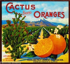 Highland Cactus Orange Citrus Fruit Crate Label Art Print