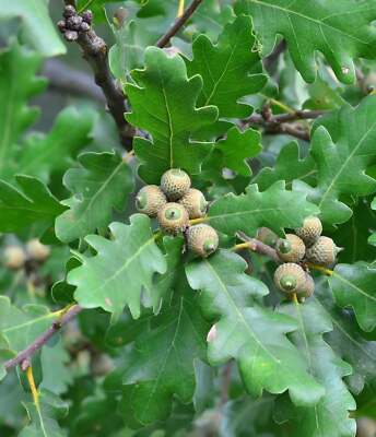Quercus petraea - Sessile Oak | Durmast Oak